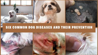 Six Common Dog Diseases and Their Prevention