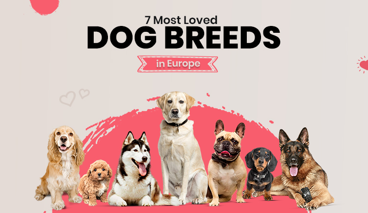 7-most-loved-dog-breeds-in-europe