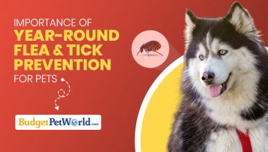 importance-of-year-round-flea-and-tick-prevention-for-pets