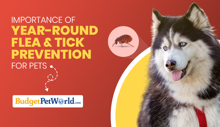 importance-of-year-round-flea-and-tick-prevention-for-pets
