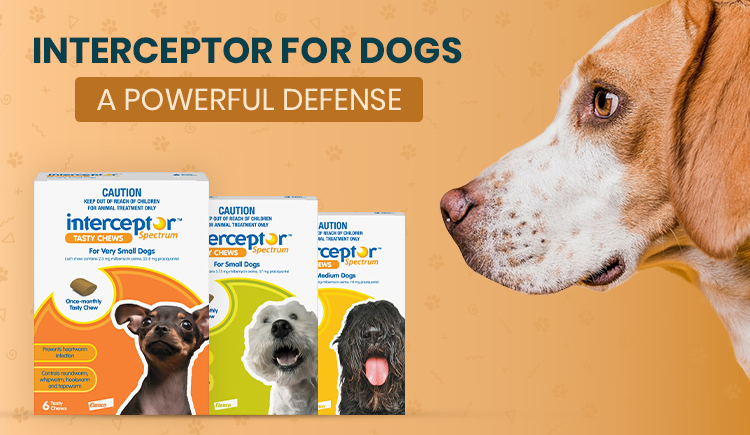 interceptor-for-dogs-a-powerful-defense