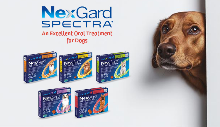 nexgard-spectra-an-excellent-oral-treatment-for-dogs