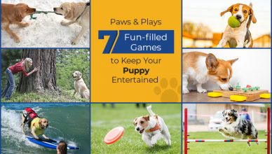 7-fun-games-to-play-with-your-puppy