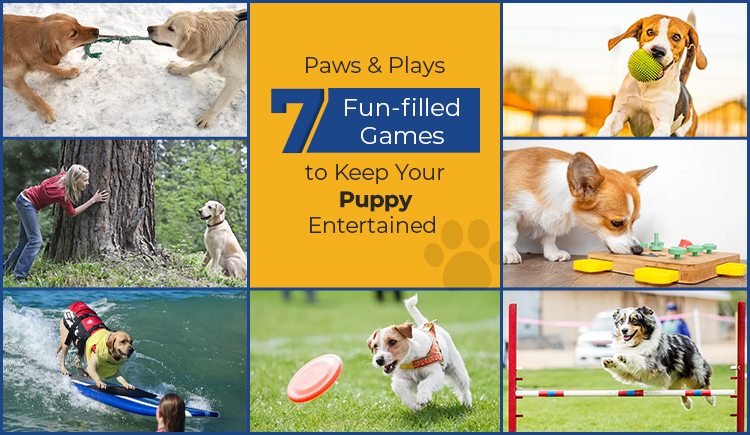 7-fun-games-to-play-with-your-puppy