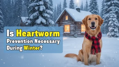 is-heartworm-prevention-necessary-during-winter