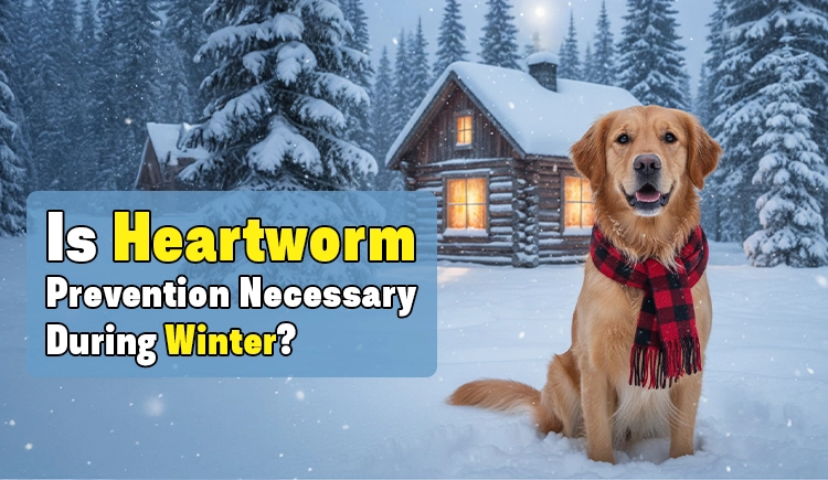 is-heartworm-prevention-necessary-during-winter
