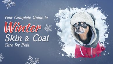 your-complete-guide-to-winter-skin-&-coat-care-for-pets