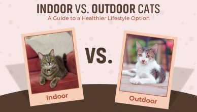 indoor-vs-outdoor-cats-a-guide-to-a-healthier-lifestyle-option