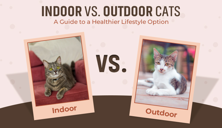 indoor-vs-outdoor-cats-a-guide-to-a-healthier-lifestyle-option