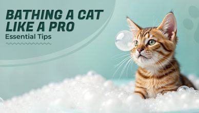 bathing-a-cat-like-a-pro
