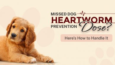 missed-dog-heartworm-prevention-dose-heres-how-to-handle-it