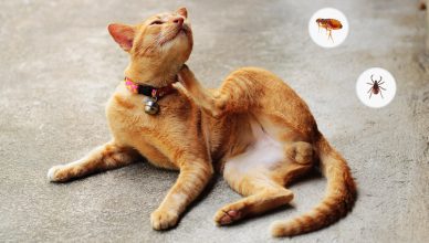 Cats Fleas and Ticks problem