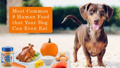 Most Common 8 Human Food that Your Dog Can Even Eat BudgetPetWorld