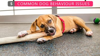 5 Common Dog Behavior Issues - BudgetPetWorld