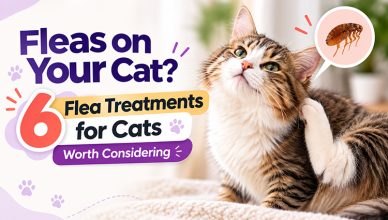 fleas-on-your-cat-6-flea-treatments-for-cats-worth-considering