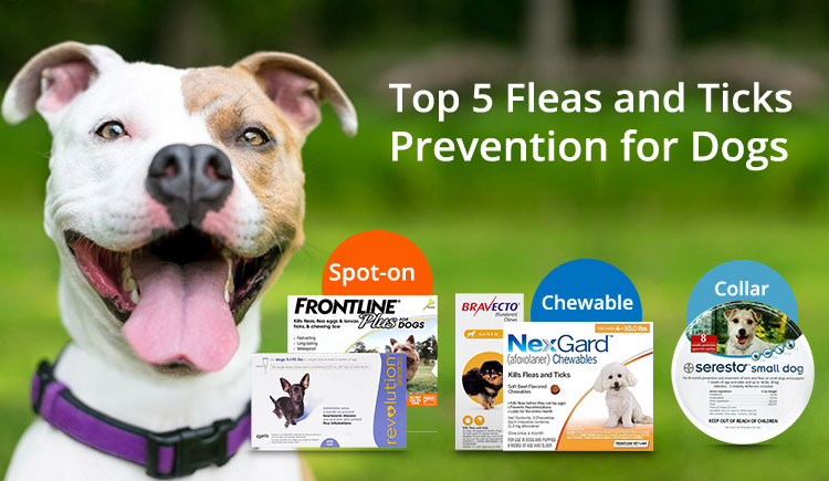 Top 5 Fleas and Ticks Prevention for Dogs