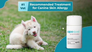 Apoquel No 1 Vet-Recommended Treatment for Canine Skin Allergy