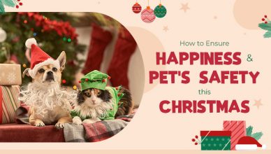 how-to-ensure-pets-safety-and-happiness-this-christmas