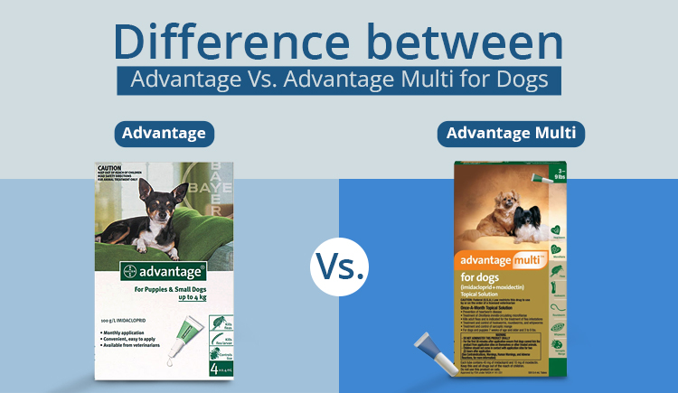 advantage-or-advantage-multi-which-one-to-choose-for-your-dog