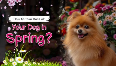 how-to-take-care-of-your-dog-in-spring