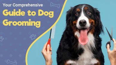 your-comprehensive-guide-to-dog-grooming