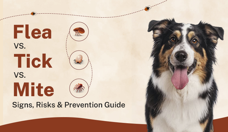 flea-vs-tick-vs-mite-signs-risks-and-prevention-guide
