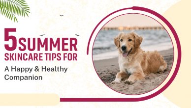 summer-skincare-tips-for-a-happy-&-healthy-companion