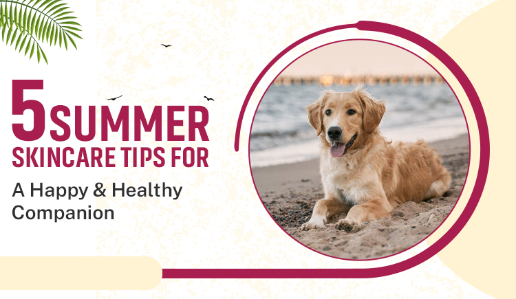 summer-skincare-tips-for-a-happy-&-healthy-companion