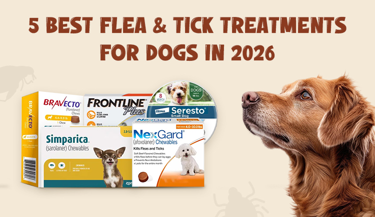 5-best-flea-&-tick-treatments-for-dogs-in-2026