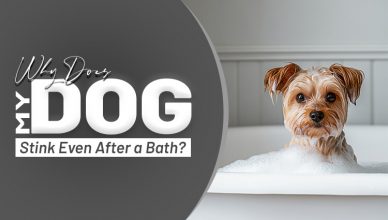 why-does-my-dog-stink-even-after-a-bath
