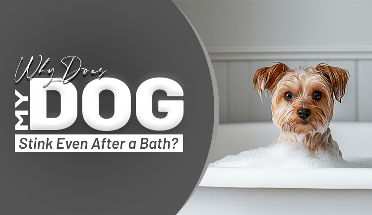 why-does-my-dog-stink-even-after-a-bath